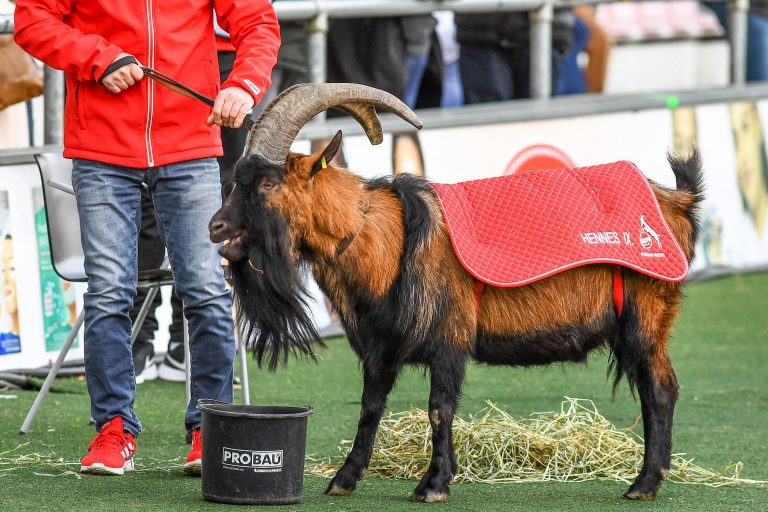 FC Köln Maskottchen Hennes IX